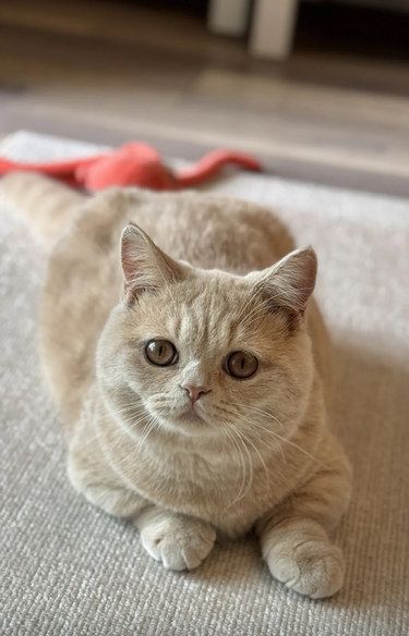 宅在家里陪猫的一天~