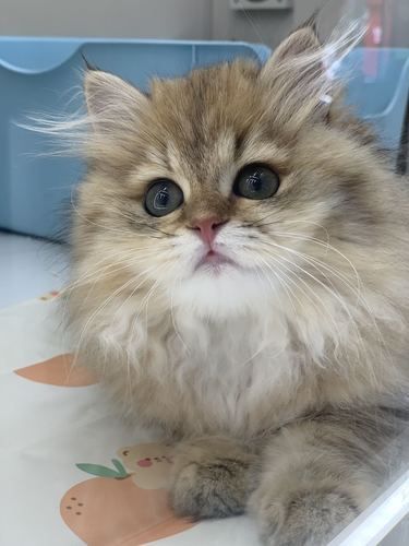 来汉街，猫咪领养宝藏地！！