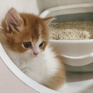 万象城超可爱的猫猫们~