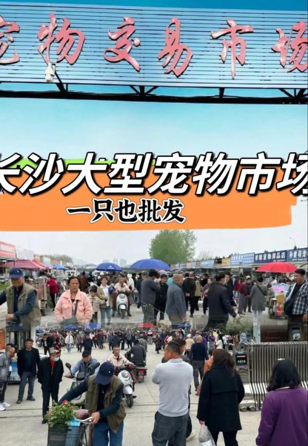 长沙阳光宠物医院，长沙宠物市场排名？