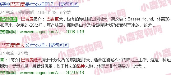 世界狗狗品种大全图片巴吉度
