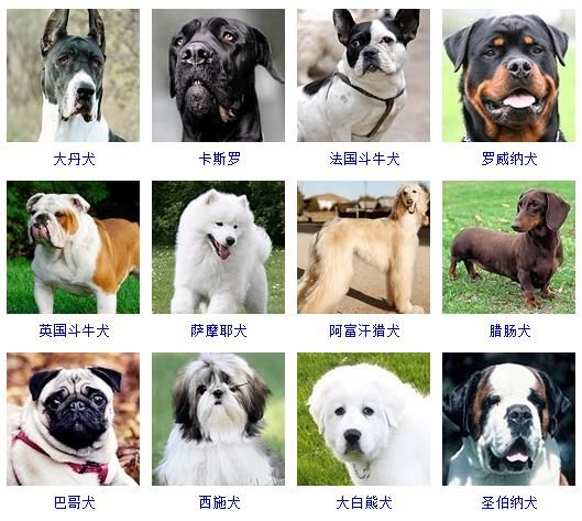 狗狗照片大全图片（178个宠物狗品种图片大全）
