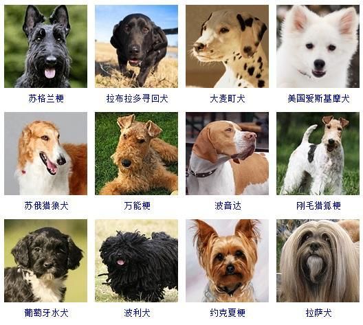 狗狗照片大全图片（178个宠物狗品种图片大全）