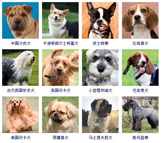 狗狗照片大全图片（178个宠物狗品种图片大全）