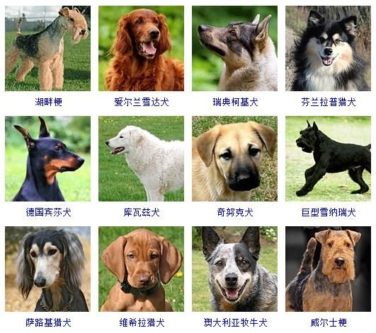 狗狗照片大全图片（178个宠物狗品种图片大全）