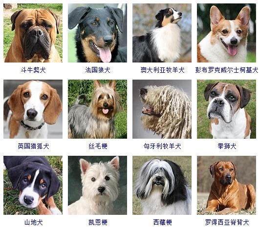 狗狗照片大全图片（178个宠物狗品种图片大全）