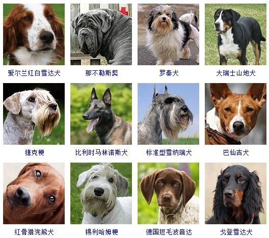 狗狗照片大全图片（178个宠物狗品种图片大全）