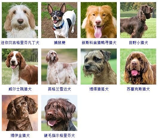 狗狗照片大全图片（178个宠物狗品种图片大全）