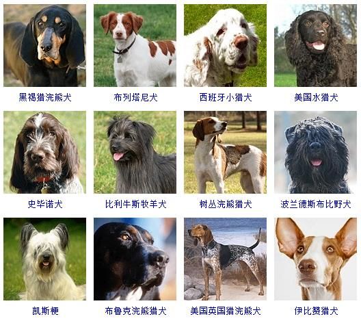 狗狗照片大全图片（178个宠物狗品种图片大全）