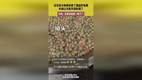 宝宝给乌龟喂食放了满盆的龟粮，乌龟躲在龟粮里，乌龟：这是最后一顿了吗