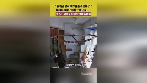 猫咪在横梁上挣扎一番还是掉下去，主人：习惯了，经常会出现名场面