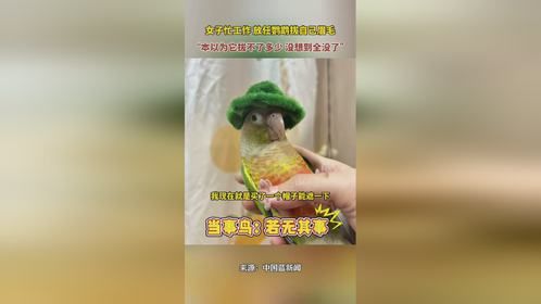 女子忙工作放任鹦鹉拔自己眉毛，本以为它拔不了多少，没想到眉毛全没了