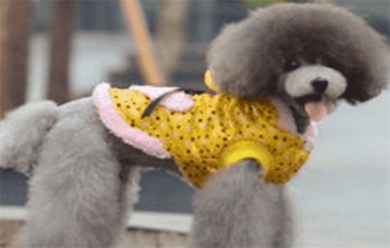 ​狗狗衣服怎么做