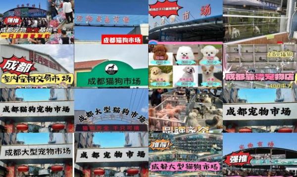 成都市宠物狗市场