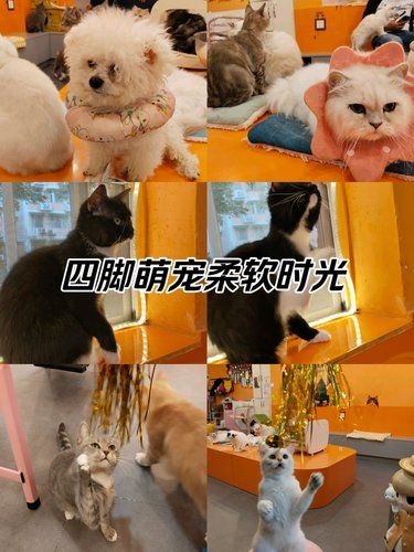 超爱这些软萌毛孩子