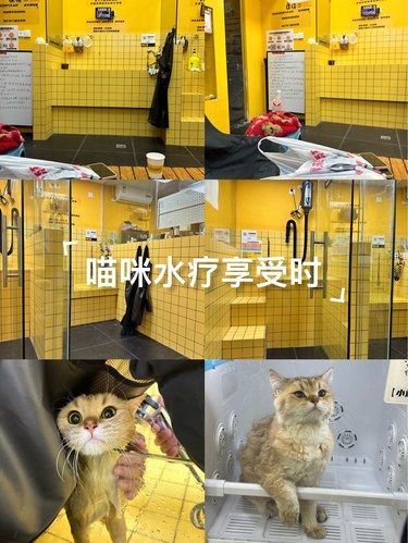 元气大浴场猫猫自助洗澡！
