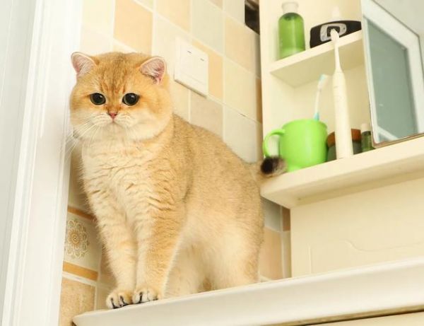 最萌宠物十大排名，十大宠物猫排名（仙女猫名字）
