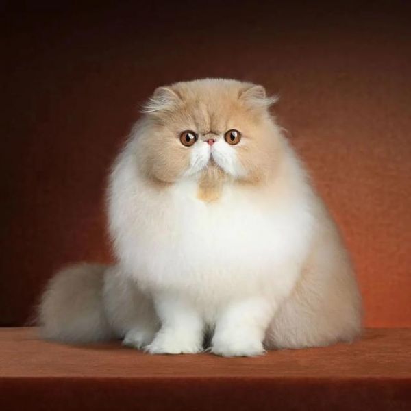 最萌宠物十大排名，十大宠物猫排名（仙女猫名字）