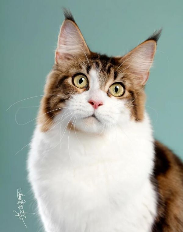 最萌宠物十大排名，十大宠物猫排名（仙女猫名字）