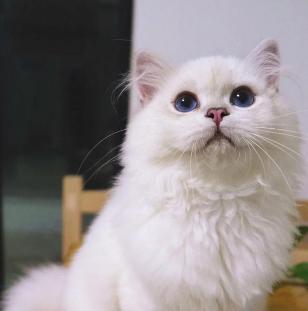 最萌宠物十大排名，十大宠物猫排名（仙女猫名字）