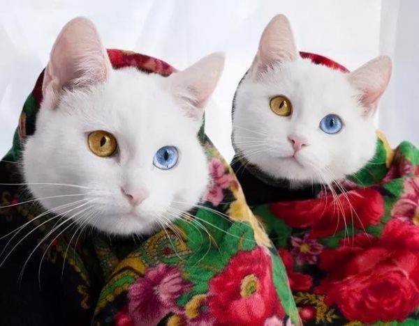 最萌宠物十大排名，十大宠物猫排名（仙女猫名字）