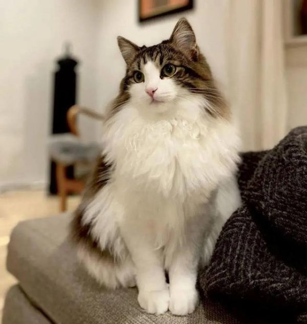 最萌宠物十大排名，十大宠物猫排名（仙女猫名字）