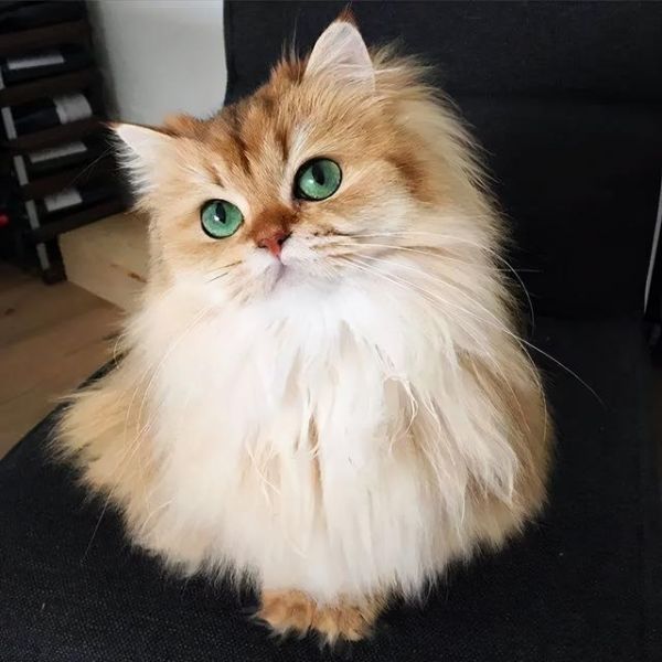 最萌宠物十大排名，十大宠物猫排名（仙女猫名字）