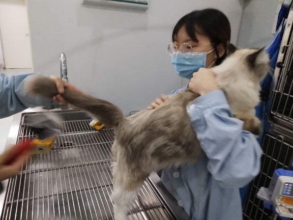 狗的体外驱虫,驱虫