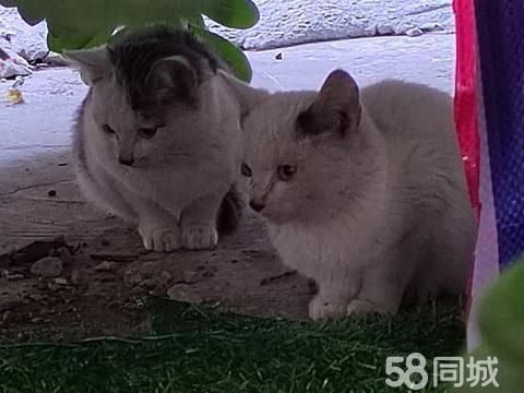 上海宠物赠送/领养·求领养 超级小奶猫 两个月左右