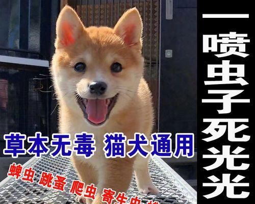猫咪第一次驱虫，宠物养护必备（以养猫为例）
