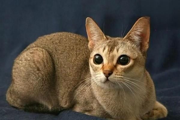猫咪驱虫怎么驱