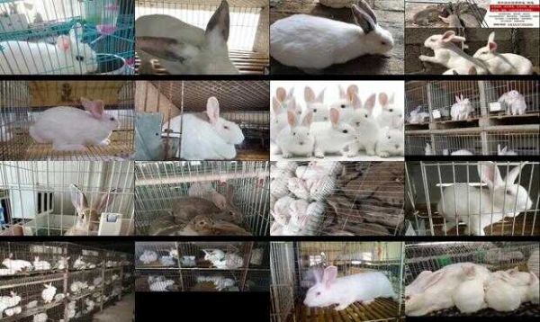养殖兔子品种大全图片