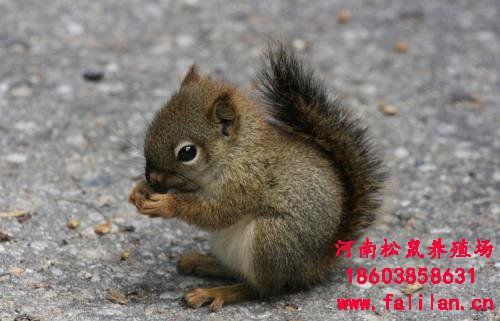 黄山松鼠