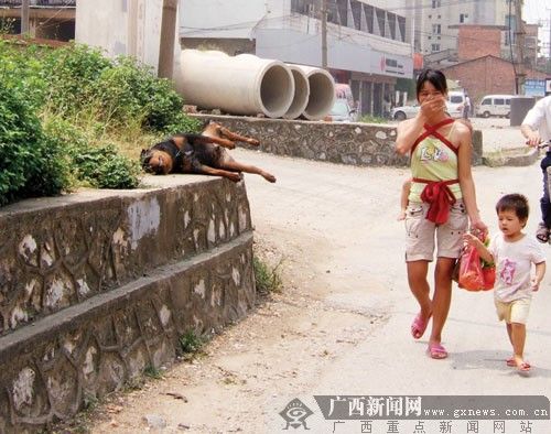 南宁将建宠物尸体无害化处理殡仪场所