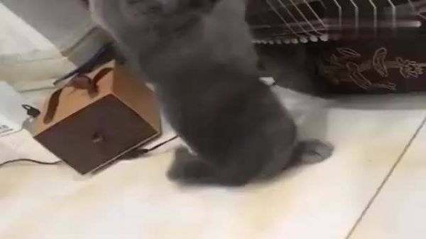 送它去赚养家糊口,我来做宠物吧