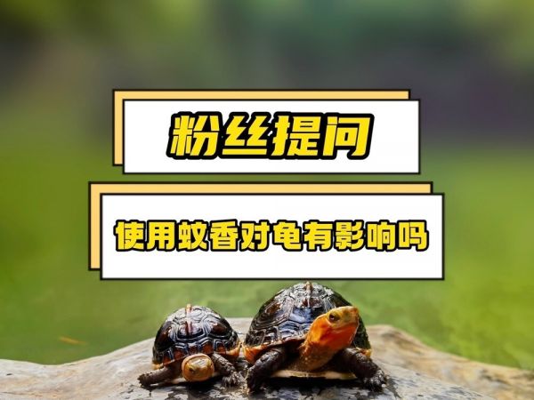 蚊香和杀虫剂对龟影响大吗?本期来做个详细解答