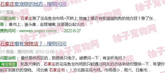 石家庄卖狗的宠物店
