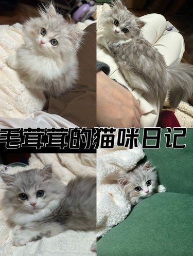 心动瞬间的小猫