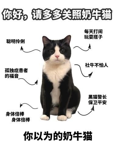 你真的了解奶牛猫吗？