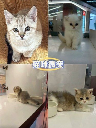 猫咪微笑