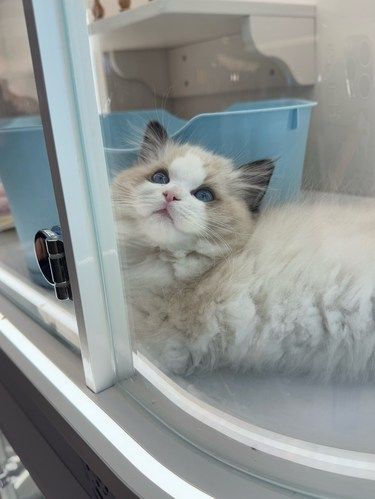 四楼新开的领猫馆，抱了一只阿比好可爱