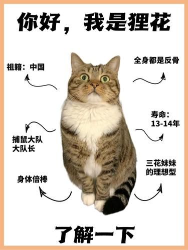 狸花猫，你不知道的那些事儿✨