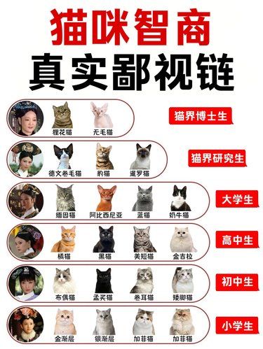 猫咪智商大揭秘！你家喵排第几？
