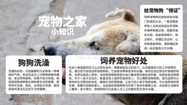 几何宠物寄养宣传手抄报