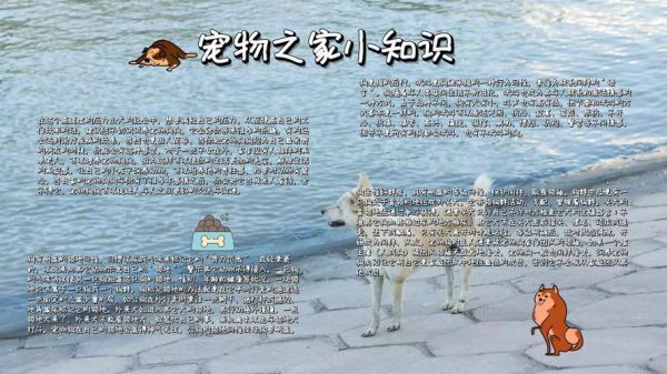 的文明养犬手抄报图片宠物也会伤害你的手抄报手抄报模板大全从我做起