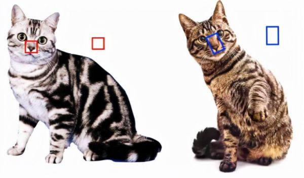 如何区分“狸花猫”和“美短猫”?学会看这几点,就不会被骗了