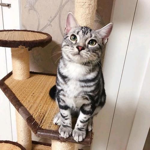 如何区分“狸花猫”和“美短猫”?学会看这几点,就不会被骗了