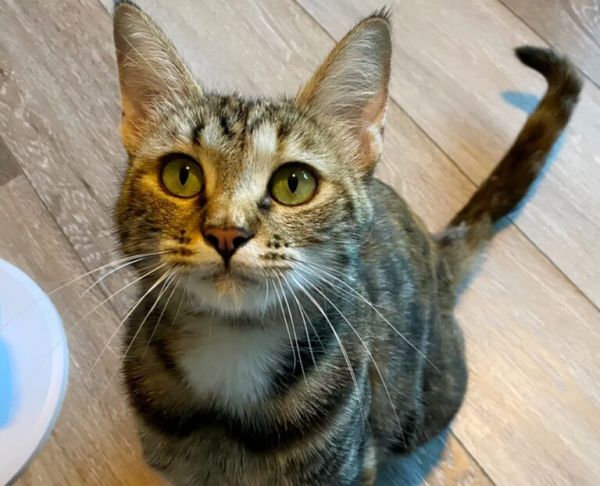 如何区分“狸花猫”和“美短猫”?学会看这几点,就不会被骗了