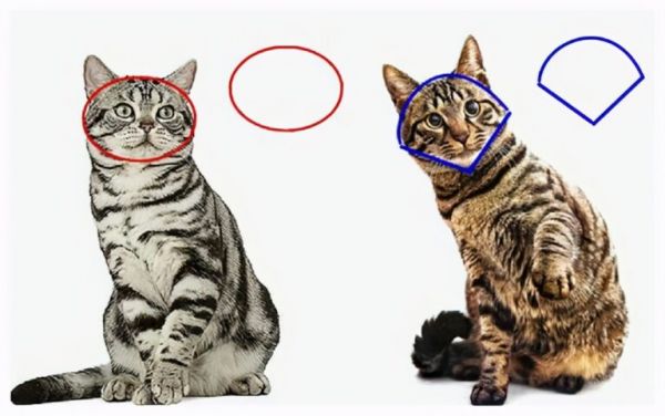 如何区分“狸花猫”和“美短猫”?学会看这几点,就不会被骗了