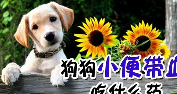 如何帮助宠物缓解拉肚子的痛苦？（宠物拉肚子原因、如何判断、正确喂养、治疗方法等）